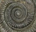 Dactylioceras Ammonite Fossil - England #100484-1